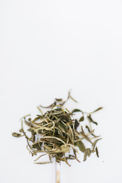 Wide and dark green tea leaves mixed with white tea needles spill over the silver spoon edge onto the white background